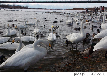 シベリアなら越冬飛来のオオハクチョウ十勝川の護岸1 131792264