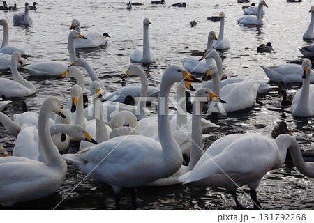 シベリアなら越冬飛来のオオハクチョウ十勝川の護岸6 シベリアなら越冬飛来のオオハクチョウ十勝川の護岸6 131792268