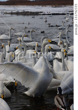 シベリアなら越冬飛来のオオハクチョウ十勝川の護岸11 131792335