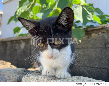 外にいる猫たち 外にいる猫たち 131792444