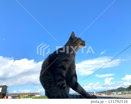 青空とネコ 青空とネコ 131792516