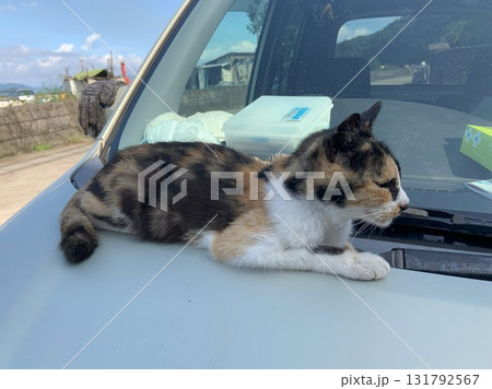 車の上で眠る猫 車の上で眠る猫 131792567