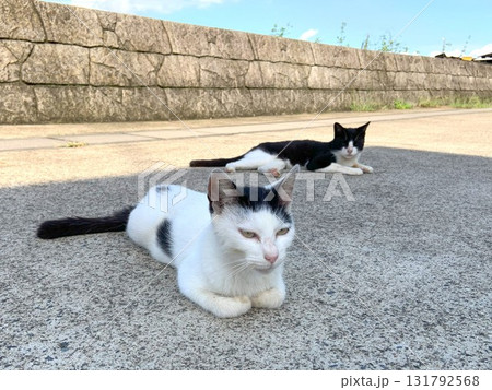 お昼寝する猫 131792568