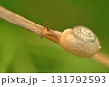 上を見上げるカタツムリ 131792593