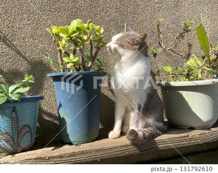 鉢と猫 131792610