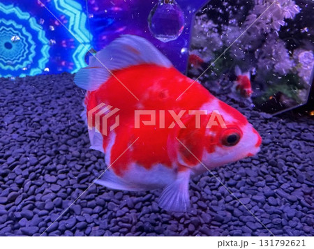 水中に浮かぶ金魚 水中に浮かぶ金魚 131792621