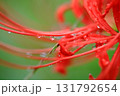 水滴のついた彼岸花 131792654