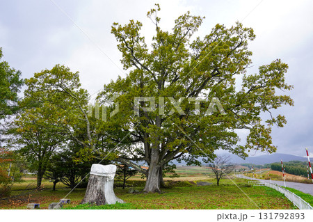 二本になった三本ナラの木 131792893