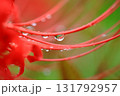 水滴のついた彼岸花 131792957