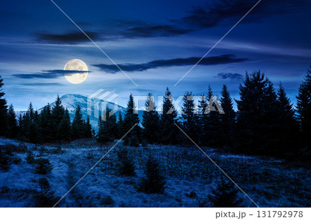 fir trees on a meadow at night. scenic landscape with coniferous forest in mountains under starry sky in full moon light. mysterious alpine scenery with silhouettes for halloween background 131792978