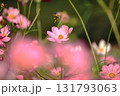 コスモスの蜜を吸うミツバチ 131793063