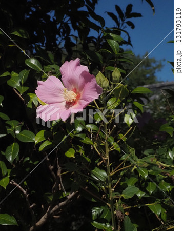 日ざしを浴びたピンクのフヨウ（秋空と芙蓉の花とつぼみ） 131793119