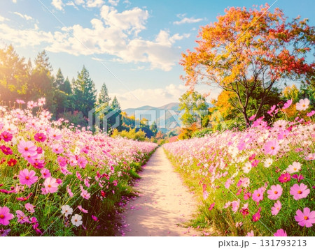 青空とコスモスが広がる秋の絶景 青空とコスモスが広がる秋の絶景 131793213