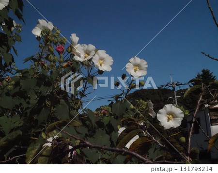 青空と日差しを浴びた白いスイフヨウの花々（午前中の一重の酔芙蓉） 131793214