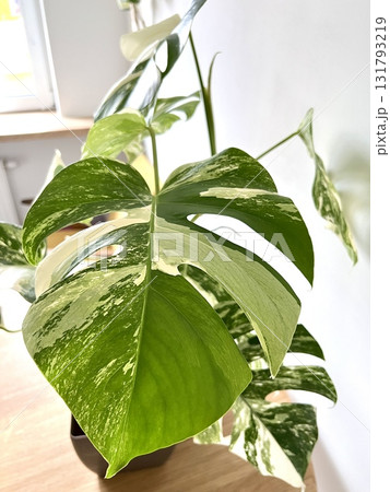 Monstera Albo variegated plant close up Monstera Albo variegated plant close up 131793219