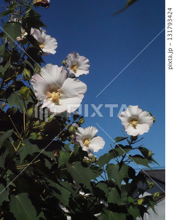秋空と日差しを浴びた一重のスイフヨウの花々（昼頃の少しピンクがかってきた酔芙蓉） 131793424