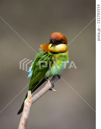 Chestnut-headed Bee-eater on the branch close up shot. Chestnut-headed Bee-eater on the branch close up shot. 131793554