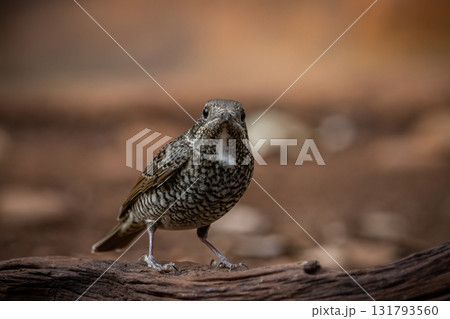 White-throated Rockthrush (female) animal portrait close up shot. White-throated Rockthrush (female) animal portrait close up shot. 131793560