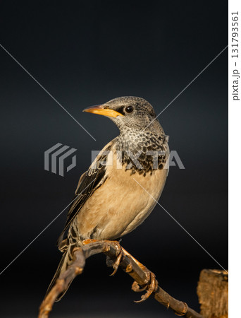 Rosy Starling animal portrait in park of Thailand. 131793561