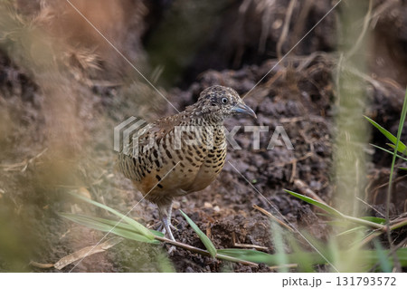 Barred Buttonquail It is a resident bird that can be found in Thailand and Southeast Asia. 131793572
