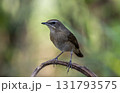 Siberian Rubythroat animal portrait close up shot. Siberian Rubythroat animal portrait close up shot. 131793575