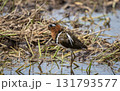 Greater painted-snipe On the ground in the field. Greater painted-snipe On the ground in the field. 131793577