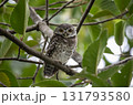 Spotted owlet (Athene brama) It is a type of bird of prey such as an owl. that can be found in Thailand. Spotted owlet (Athene brama) It is a type of bird of prey such as an owl. that can be found in Thailand. 131793580