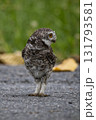 Spotted owlet (Athene brama) It is a type of bird of prey such as an owl. that can be found in Thailand. Spotted owlet (Athene brama) It is a type of bird of prey such as an owl. that can be found in Thailand. 131793581