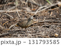 Barred Buttonquail It is a resident bird that can be found in Thailand and Southeast Asia. Barred Buttonquail It is a resident bird that can be found in Thailand and Southeast Asia. 131793585