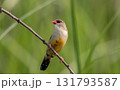 Red avadavat It is a small bird in the bird family. This bird is found in open fields and grasslands in tropical Asia. Red avadavat It is a small bird in the bird family. This bird is found in open fields and grasslands in tropical Asia. 131793587