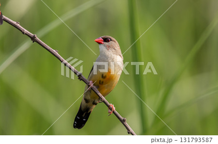 Red avadavat  It is a small bird in the bird family. This bird is found in open fields and grasslands in tropical Asia. 131793587