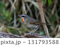 Siberian Rubythroat on the branch animal portrait. Siberian Rubythroat on the branch animal portrait. 131793588