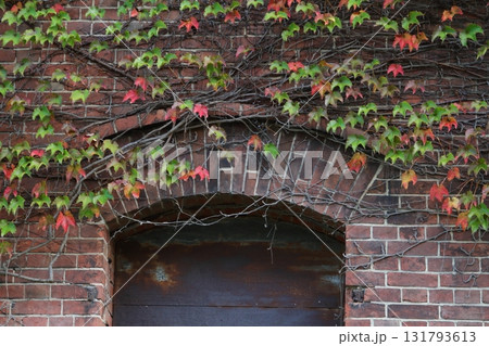 レンガの壁とツタ レンガの壁とツタ 131793613