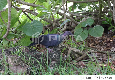 地上を歩くアカガシラカラスバト 131793636