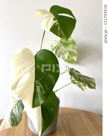 Monstera Albo variegated plant close up Monstera Albo variegated plant close up 131793638