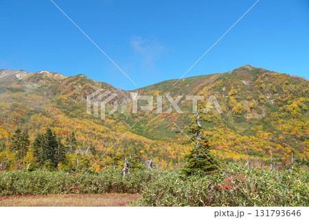 秋色に染まる栂池自然園　絶景紅葉の風景 131793646