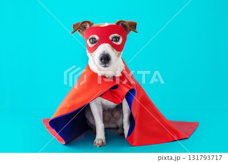 Dog wearing superhero costume posing against blue background Dog wearing superhero costume posing against blue background 131793717