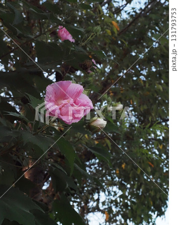 ピンクに変わった八重のスイフヨウの花(吉野川沿いの道端で見かけた午後の酔芙蓉) ピンクに変わった八重のスイフヨウの花(吉野川沿いの道端で見かけた午後の酔芙蓉) 131793753