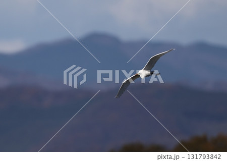 飛翔するダイサギ 131793842