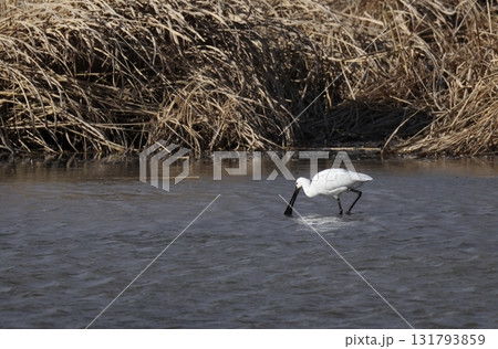 採食するヘラサギ 採食するヘラサギ 131793859