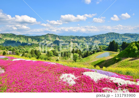 芝桜咲く山古志棚田の春 芝桜咲く山古志棚田の春 131793900