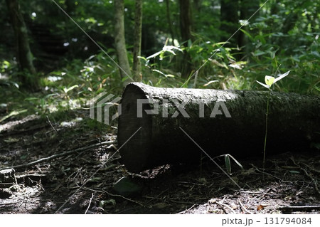 森の中の倒木と木漏れ日 森の中の倒木と木漏れ日 131794084