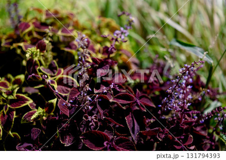 Rich colors of decorative foliage and purple flowers with a blurred background. 131794393