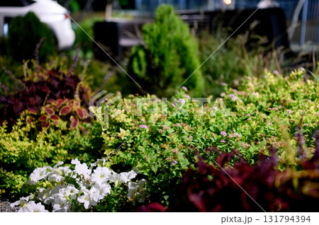 Rich colors of decorative foliage and purple flowers with a blurred background. 131794394