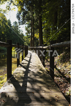 柔らかな光が差し込む静かな森林の遊歩道 131794704