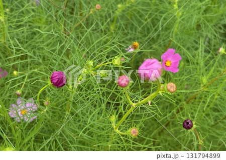 草原に咲くコスモスの蕾 131794899