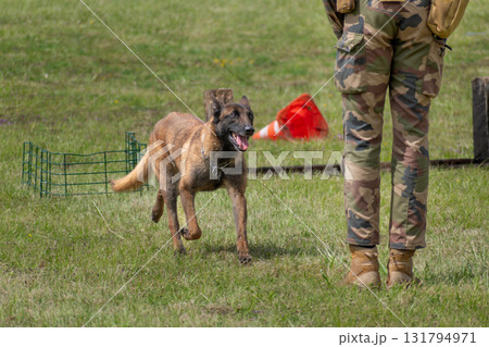 Military dog and military dog trainer, dog team Military dog and military dog trainer, dog team 131794971