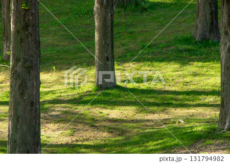 芝生と木立 131794982
