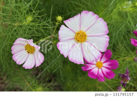 グリーンに映える 野に咲くコスモス3輪 131795157