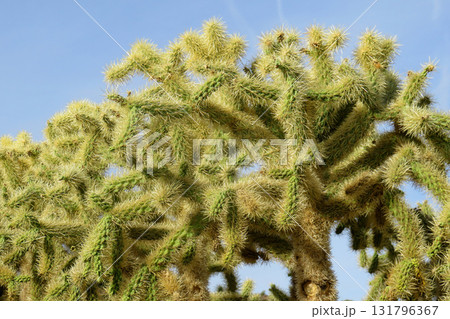 Cholla cactus, Sonora Desert, Mid Spring Cholla cactus, Sonora Desert, Mid Spring 131796367